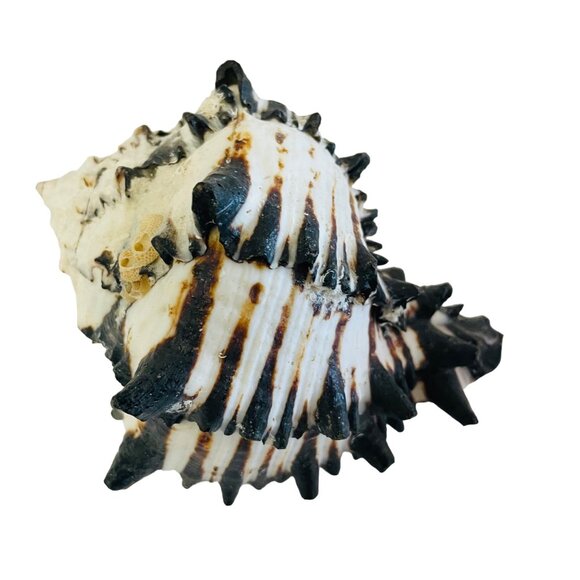 Spiky Tiger Conch Shell Beach Decor Aquarium Addition Unique Seashell 3" x 3 1/ - Picture 2 of 7